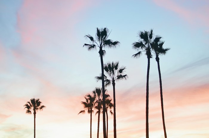 Palm trees