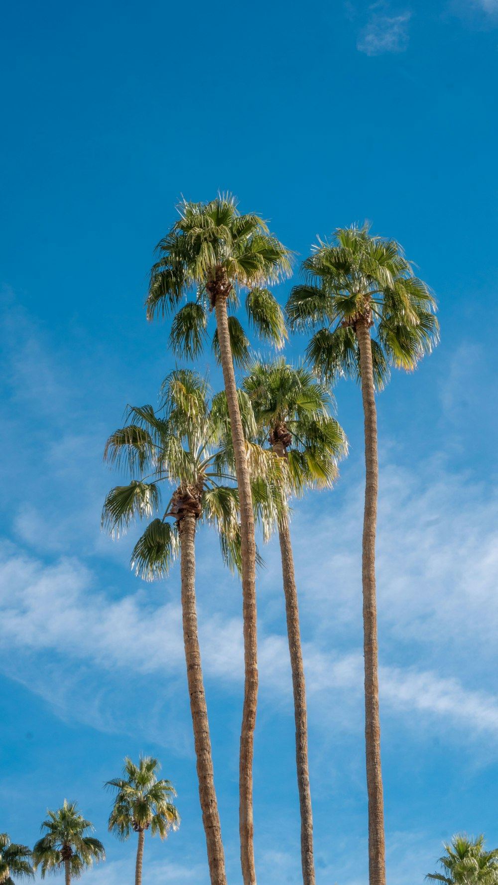 Palm trees in Los Angeles